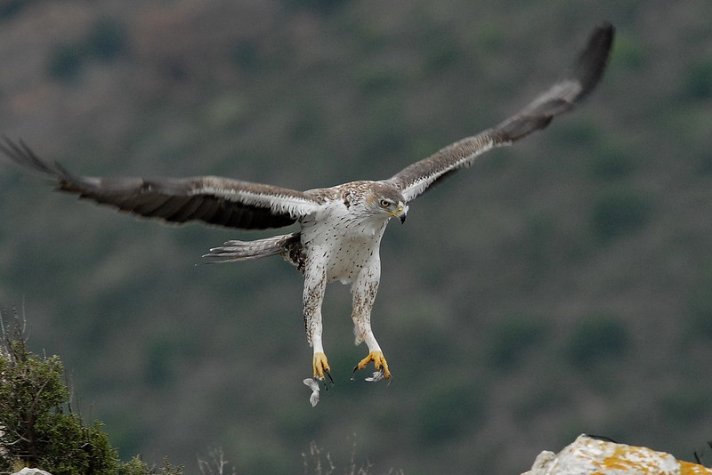 Aigle de Bonelli.jpg